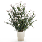 Beautiful bushes with white Nerium oleander flowers in pots