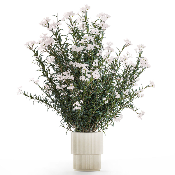 Beautiful bushes with white Nerium oleander flowers in pots