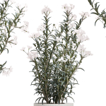 Beautiful bushes with white Nerium oleander flowers in pots