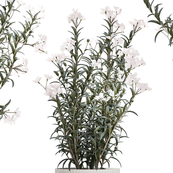 Beautiful bushes with white Nerium oleander flowers in pots