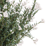 Beautiful bushes with white Nerium oleander flowers in pots
