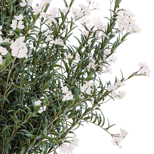 Beautiful bushes with white Nerium oleander flowers in pots