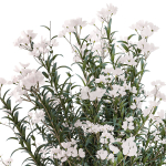 Beautiful bushes with white Nerium oleander flowers in pots