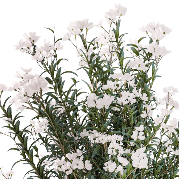Beautiful bushes with white Nerium oleander flowers in pots