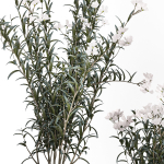Beautiful bushes with white Nerium oleander flowers in pots