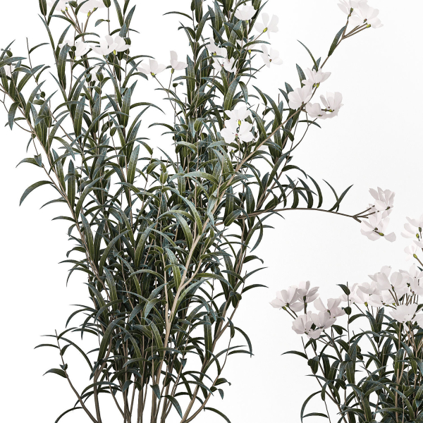 Beautiful bushes with white Nerium oleander flowers in pots