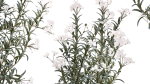 Beautiful bushes with white Nerium oleander flowers in pots