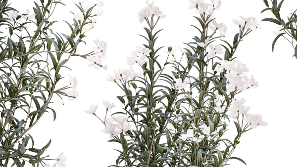 Beautiful bushes with white Nerium oleander flowers in pots