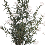 Beautiful bushes with white Nerium oleander flowers in pots