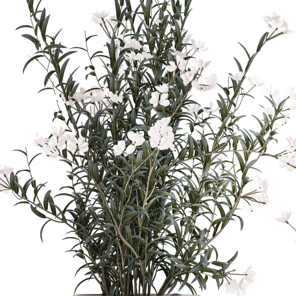 Beautiful bushes with white Nerium oleander flowers in pots