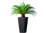 Beautiful decorative indoor evergreen Palm Tree Cicas  Art Deco