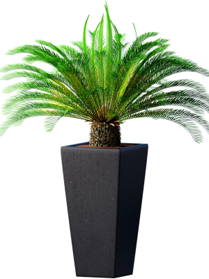 Beautiful decorative indoor evergreen Palm Tree Cicas  Art Deco