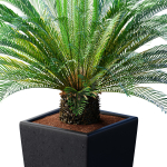 Beautiful decorative indoor evergreen Palm Tree Cicas  Art Deco