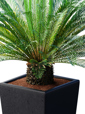 beautiful-decorative-indoor-evergreen-palm-tree-cicas-art-deco-3d-model-5fbce5afa4