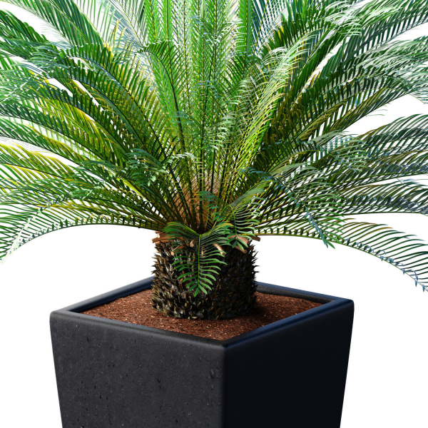 Beautiful decorative indoor evergreen Palm Tree Cicas  Art Deco