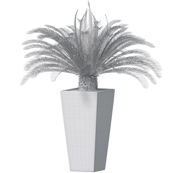 Beautiful decorative indoor evergreen Palm Tree Cicas  Art Deco