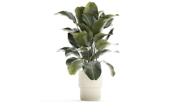 Beautiful Exotic Plant Calathea Lutea In A Pot 1263