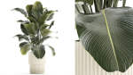 Beautiful Exotic Plant Calathea Lutea In A Pot 1263