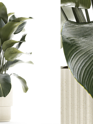 beautiful-exotic-plant-calathea-lutea-in-a-pot-1263-3d-model-0985e45544