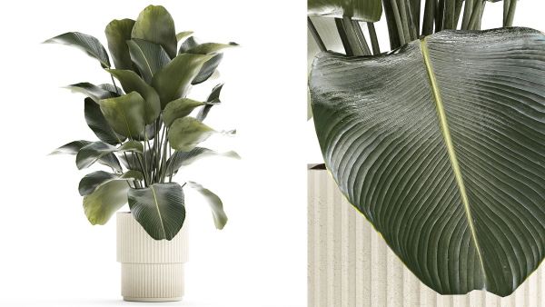 Beautiful Exotic Plant Calathea Lutea In A Pot 1263