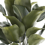 Beautiful Exotic Plant Calathea Lutea In A Pot 1263
