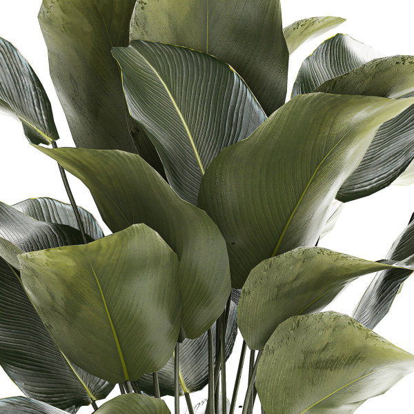 Beautiful Exotic Plant Calathea Lutea In A Pot 1263