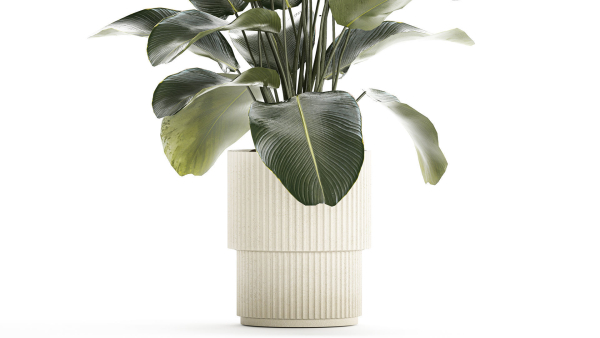 Beautiful Exotic Plant Calathea Lutea In A Pot 1263