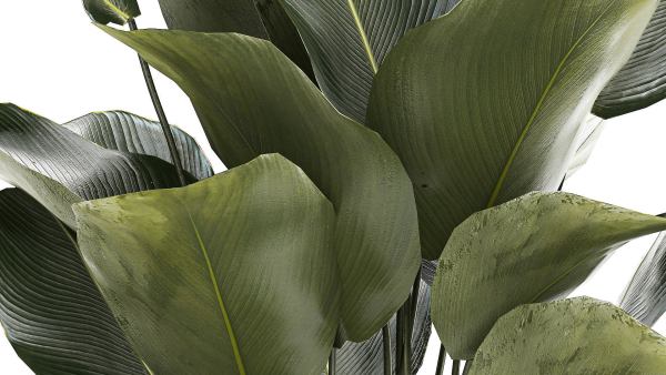 Beautiful Exotic Plant Calathea Lutea In A Pot 1263