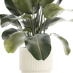Beautiful Exotic Plant Calathea Lutea In A Pot 1263