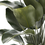 Beautiful Exotic Plant Calathea Lutea In A Pot 1263