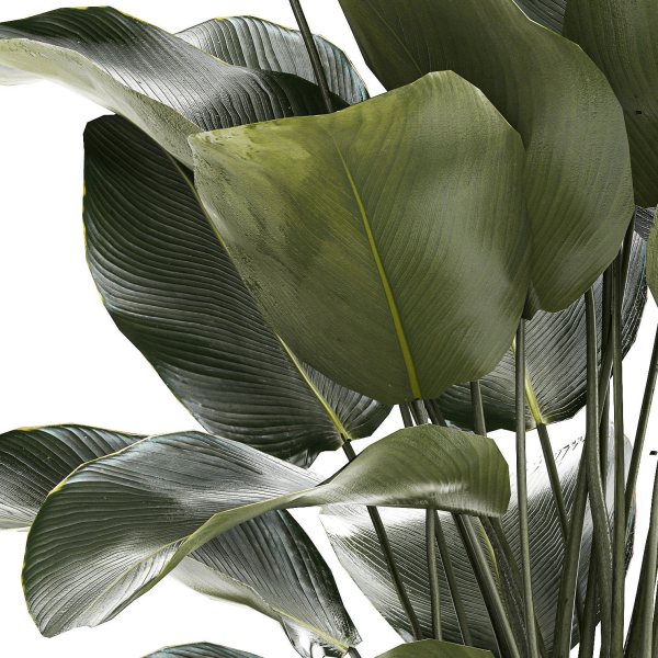 Beautiful Exotic Plant Calathea Lutea In A Pot 1263