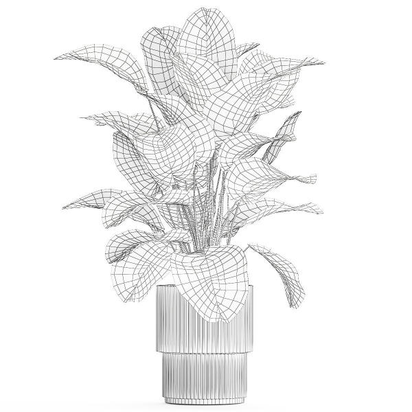 Beautiful Exotic Plant Calathea Lutea In A Pot 1263