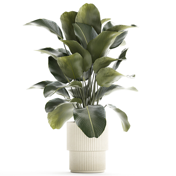 Beautiful Exotic Plant Calathea Lutea In A Pot 1263
