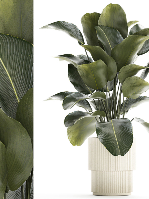 Beautiful Exotic Plant Calathea Lutea In A Pot 1263