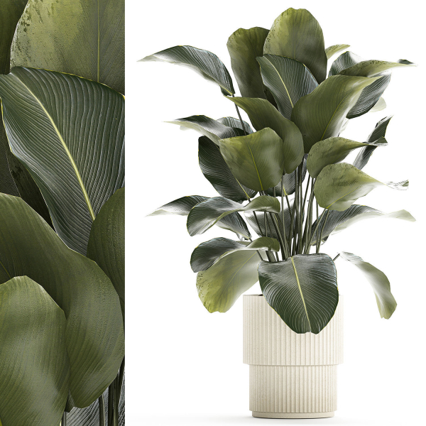 Beautiful Exotic Plant Calathea Lutea In A Pot 1263