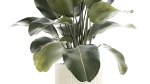 Beautiful Exotic Plant Calathea Lutea In A Pot 1263
