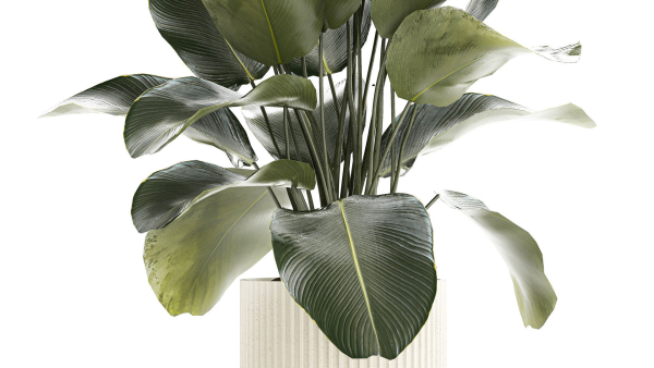Beautiful Exotic Plant Calathea Lutea In A Pot 1263