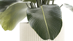 Beautiful Exotic Plant Calathea Lutea In A Pot 1263