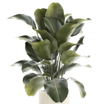 Beautiful Exotic Plant Calathea Lutea In A Pot 1263