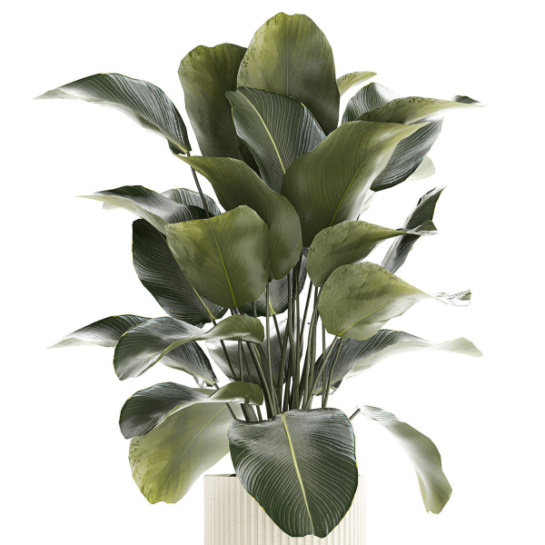 Beautiful Exotic Plant Calathea Lutea In A Pot 1263