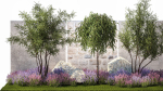 Beautiful garden with Olive Elaeagnus Lavender flowers 1372