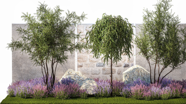 Beautiful garden with Olive Elaeagnus Lavender flowers 1372