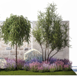 Beautiful garden with Olive Elaeagnus Lavender flowers 1372