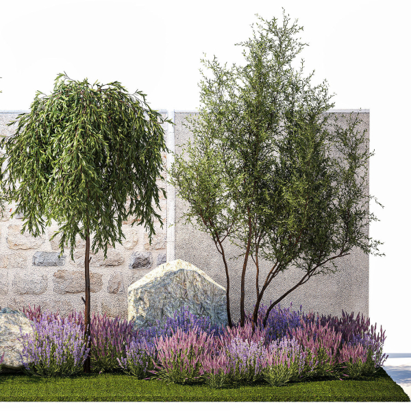 Beautiful garden with Olive Elaeagnus Lavender flowers 1372