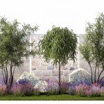 Beautiful garden with Olive Elaeagnus Lavender flowers 1372