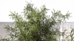 Beautiful garden with Olive Elaeagnus Lavender flowers 1372