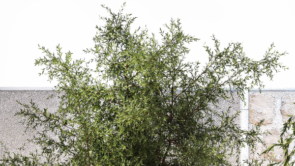 Beautiful garden with Olive Elaeagnus Lavender flowers 1372