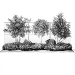 Beautiful garden with Olive Elaeagnus Lavender flowers 1372