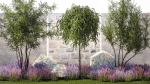 Beautiful garden with Olive Elaeagnus Lavender flowers 1372