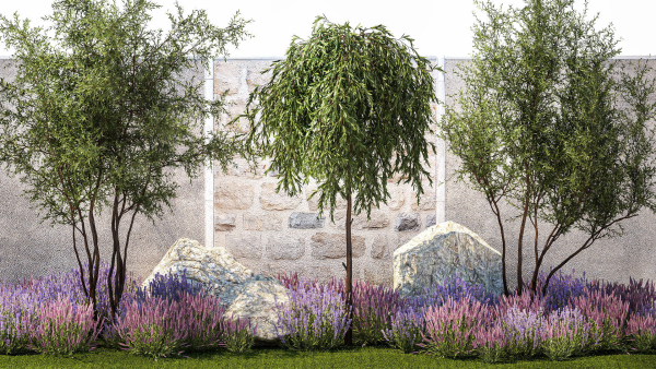Beautiful garden with Olive Elaeagnus Lavender flowers 1372